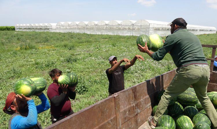 <p>Yaz aylarının vazgeçilmez ürünü karpuzda da hasat sezonu başladı.</p>