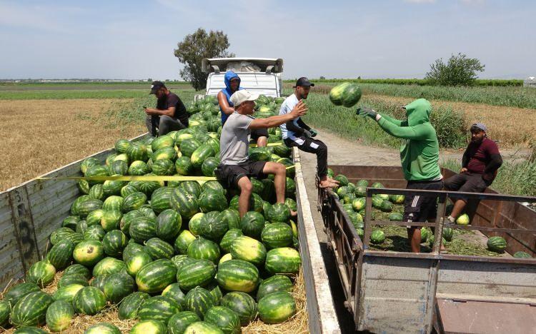 <p>Çukurova bölgesinin birçok yerinde olduğu gibi Mersin'in Akdeniz ilçesine bağlı Kulak Mahallesi'nde de tarlalara giren işçiler, yıl boyunca emek vererek yetiştirdikleri karpuzları hasat ediyor.</p>