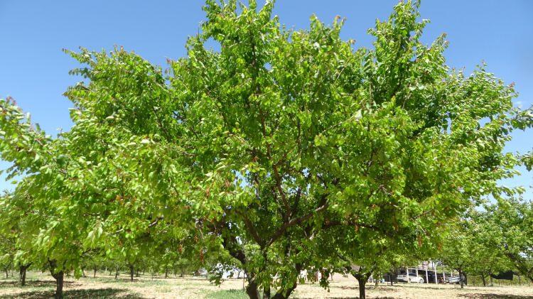 <p>Dünya kuru kayısı üretiminin büyük bölümünü karşılayan kentte, çiftçiler ise umutlarını kaybetmeden gelecek sezonun hazırlıklarına başladı.</p>

<p> </p>
