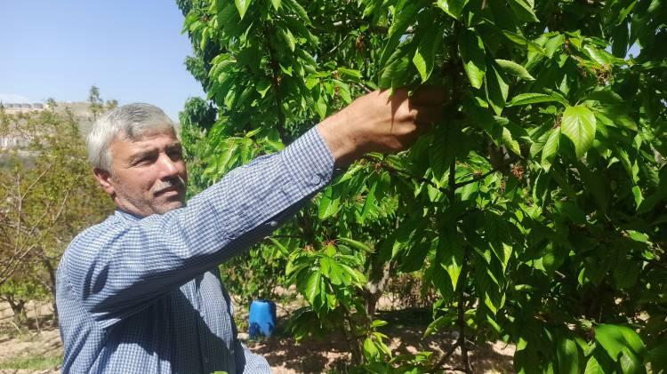 <p>Zirai donun vurduğu Malatya’nın Yeşilyurt ilçesinde kilosu 400 liraya kadar çıkan kiraz yaprağı üreticinin ümidi oldu.</p>
<p> </p>