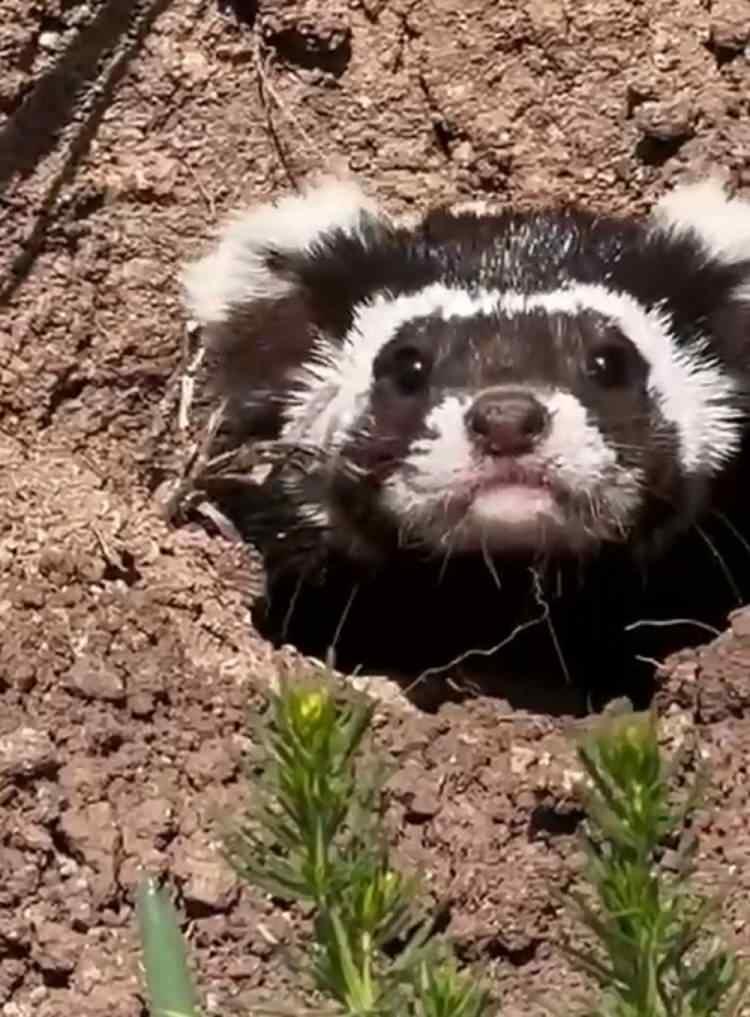 <p>Türkiye'de genellikle yaz dönemlerinde ortaya çıkan ve <strong>Dünya Doğa ve Doğal Kaynakları Koruma Birliği (IUCN)</strong> tarafından nesli tükenme riski yüksek türler arasında kırmızı listede yer alan hayvan Zara ilçesine bağlı Kümbet köyünde görüntülendi. </p>