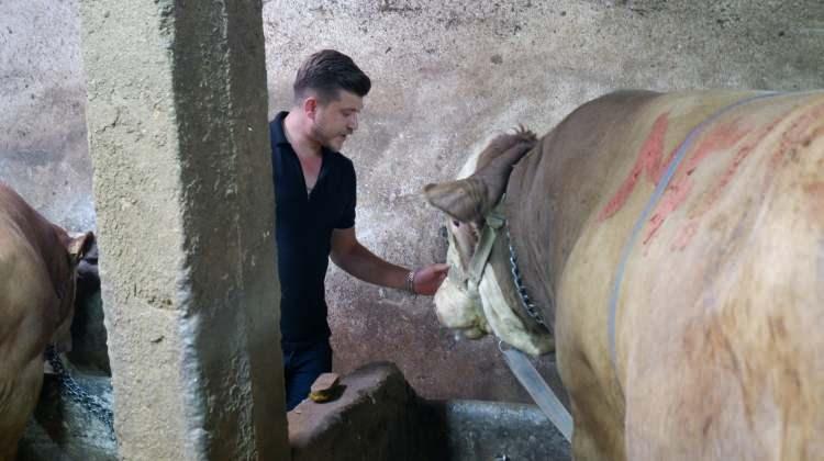 <p>Kurban Bayramı’na sayılı günler kala kurban pazarlarında hareketlilik arttı. Erzurum’da 1 ton 200 kilo gelen tosun alıcısını buldu.</p>
