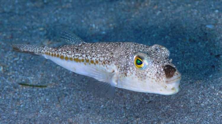 <p>Japon mutfağının nadir lezzetlerinden biri olan balon balığı (fugu), içerdiği tetrodotoksin nedeniyle ölümcül olabilir. Zehir, sinir sistemini felç edebilir ve sadece 20 dakika içinde solunum yetmezliğine neden olabilir.</p>
<p> </p>
<p> </p>