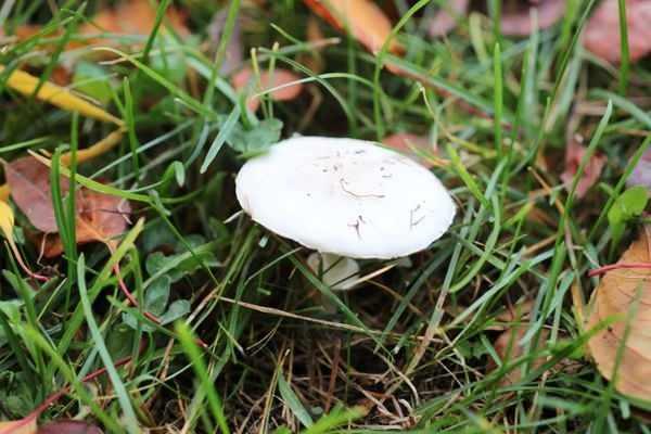 <p>Mantar zehirlenmelerine bağlı ölümlerin yaklaşık %90'ından sorumlu olan Amanita phalloides türü, halk arasında köygöçüren mantarı olarak biliniyor. Özellikle tarla mantarlarına benzediği için kolaylıkla karıştırılabiliyor.</p>
<p> </p>
<p> </p>
<p> </p>