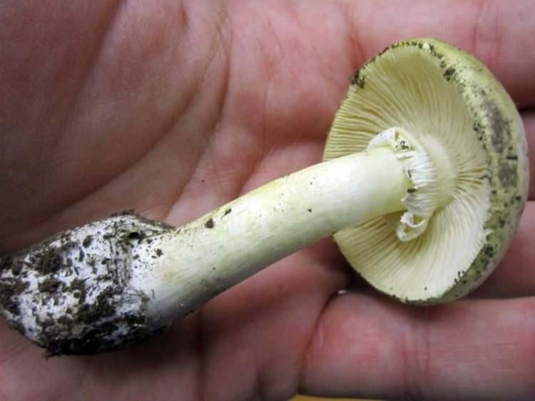 <p>Zehirlenme belirtileri genellikle 6 ila 12 saat içinde başlıyor; mide bulantısı, kusma ve ishal şeklinde kendini gösteriyor. Yarım mantar tüketimi bile karaciğer ya da böbrek yetmezliğine yol açarak ölüme neden olabiliyor. En tehlikeli yönü ise içerdiği toksinlerin pişirme işlemiyle yok edilememesi.</p>

<p> </p>

<p> </p>
