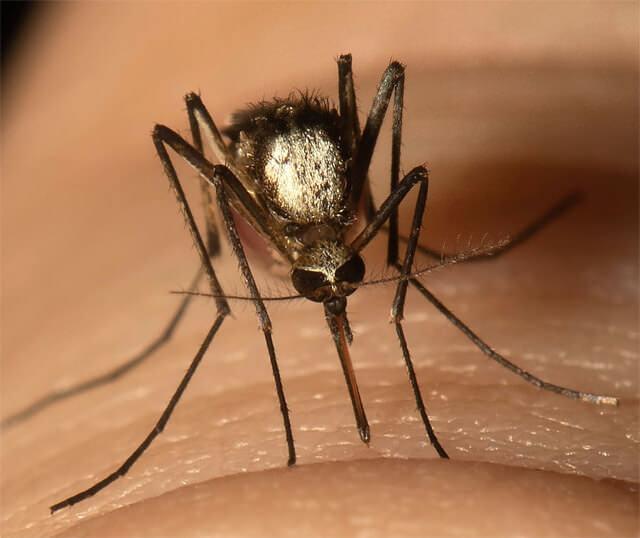 <p>Sivrisineklerden kurtulmak için viral olan <strong>tuvalet kağıdı ve diş macunu taktiği</strong>, oldukça basit malzemeler içeriyor.</p>