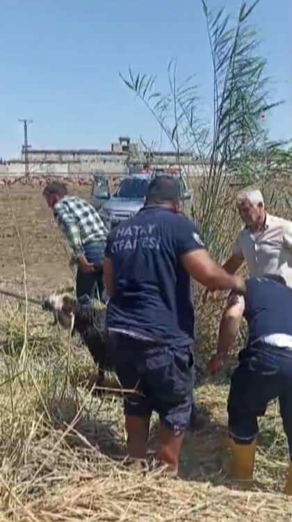 <p>Yeni Sanayi Sitesi yakınlarındaki tarlaya kaçan 2 koyun, çamurla kaplı dereye düştü. </p>