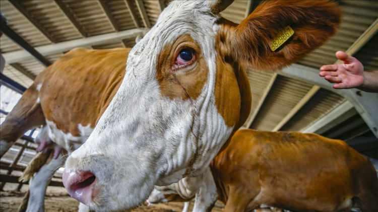 <p>Etlerin yüksek sıcaklıkta pişirilmesinin salmonella bakterisini yok ettiğini belirten Azizoğlu, "Patojenik mikroorganizmalar ancak iyi pişirme ile etkisiz hale gelir. Etlerin dışının yanı sıra içinin de tam olarak piştiğinden emin olunmalı" dedi. Salmonella bakterisinin neden olduğu enfeksiyonunun belirtilerine değinen Azizoğlu, "İshal, mide bulantısı, kusma, karın ağrısı ve ateş gibi şikayetler görülebilir. Sağlıklı bireylerde genellikle hafif atlatılır, ancak bebekler, yaşlılar, hamileler ve bağışıklığı düşük bireylerde ciddi tablolara neden olabilir" diye konuştu.</p>
