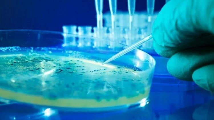 <p>Salmonella bakterisinin vücut sıcaklığında hızla çoğalabildiğine dikkati çeken Azizoğlu, kesim sonrası etlerin en az 1 gün dinlendirilerek soğuk ortamda saklanmasının önemine değindi. Etlerin hava almayacak şekilde paketlenerek dondurulması gerektiğini söyleyen Azizoğlu, "Çözündürme işlemi mutlaka buzdolabında yapılmalı. Oda sıcaklığında çözünen etlerde bakteri sayısı hızla artar" diye konuştu. Geçmişte yaşanan vakalar nedeniyle gıda güvenliğine ilişkin mevzuatların sıkılaştığını aktaran Azizoğlu, üreticilerin iyi hijyen ve üretim uygulamalarına uymalarının yasal zorunluluk olduğunu söyledi. Azizoğlu, "Soğuk zincirin kırılmaması, ekipman temizliğinin sağlanması, mikrobiyolojik tehlikelerin kontrol altına alınması gibi adımlar enfeksiyon riskini düşürür" dedi.</p>