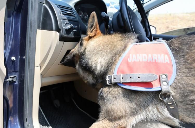 <p>Aksaray'da jandarmanın şüphe üzerine durdurduğu bir otomobilde narkotik köpeği, aracın içinde yaptığı detaylı koklamanın ardından uyuşturucuyu gizlendiği yerden patisiyle çıkardı.</p>
<p> </p>