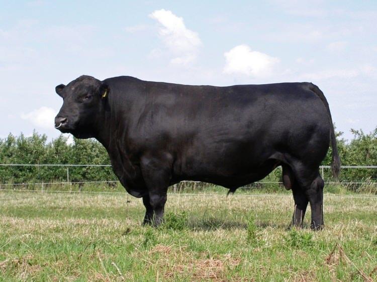 <p><strong>1.200 KG</strong></p>