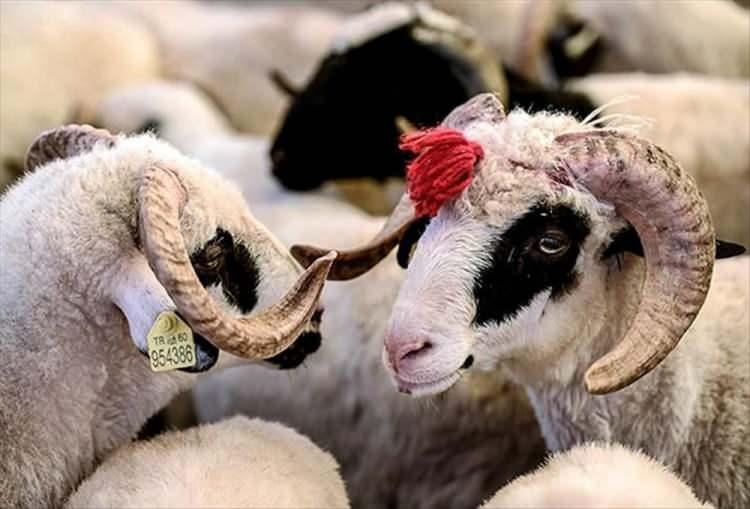<p>Hicri takvime göre Zilhicce'nin 10'unda sabah namazı vaktinden sonra Kurban Bayramı başlıyor, 13'üncü günün ikindi namazı vaktinde sona eriyor.</p><p> </p>