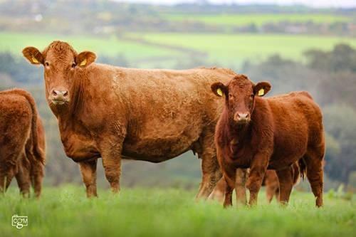 <p><strong>BAZULARI 2.000 KG AĞIRLIĞINDA</strong></p>

<p> </p>

<p>"Kibar Dev" olarak bilinen Güney Devon, Birleşik Krallık'tan gelmektedir ve en büyük yerli sığır ırkıdır. Ortalama 1.600 kg olan ve bazıları 2.000 kg'a ulaşan bu sığırlar, hem et hem de süt üretiminde üstündür. Boğaların 12 yaşına kadar çalışması ve ineklerin 15 yıl boyunca üremesi, uzun ömürlü ve üretken olmalarını sağlayarak onları sektörde değerli kılmaktadır.</p>
