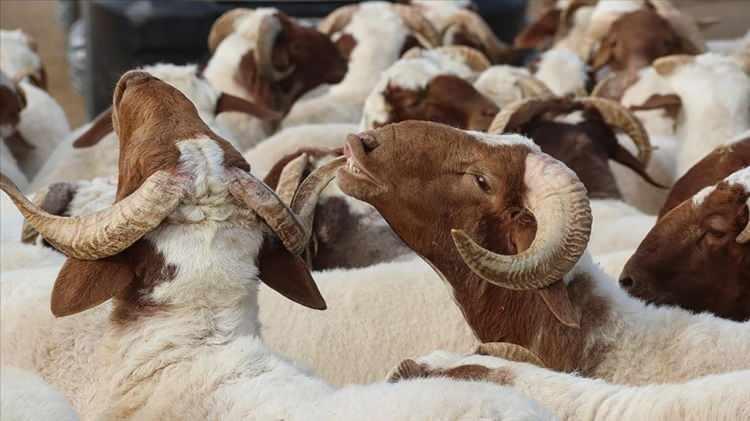 <p>7 ülkede alınan karara göre, bayramın ilk gününün perşembe olduğu ilan edildi.</p><p> </p>