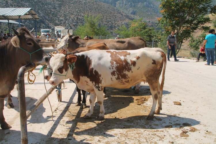 <p>Kurban Bayramı'nın ikinci günü devam ederken kurbanlık ayıplı çıkan vatandaşlar için manevi tazminat hakkı açıklandı. </p>
