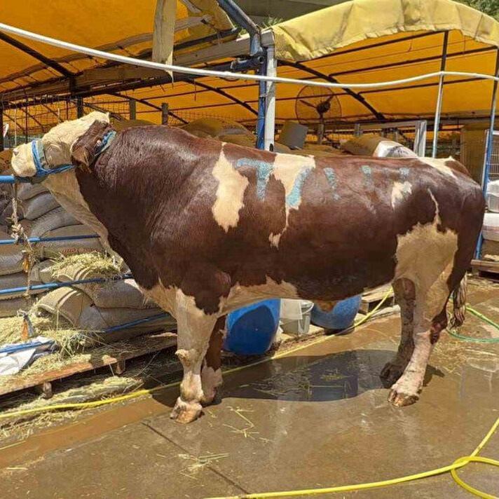 <p>Gaziosmanpaşa Alibeyköy Kurban Pazarı’nda 1 ton 200 kiloluk Simental cinsi dana, 420 bin TL’ye alıcısını buldu. </p>