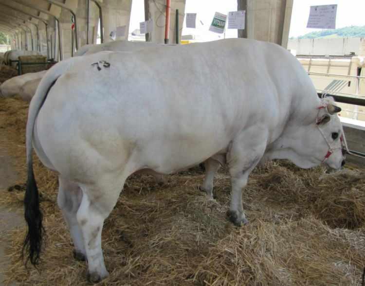<p><strong>1.700 KG</strong></p>