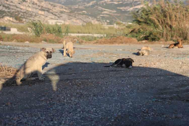 <p><span style="color:#A52A2A"><strong>NUMUNE ALINDI</strong></span></p>
<p>Samandağ ilçesi Tekebaşı Mahallesi'nde başıboş bir köpekte kuduz belirtisi görülmesi üzerine bölgeye gelen ekiplerce numune alınıp Adana Veteriner Kontrol Araştırma Enstitüsü Laboratuvarı'na gönderilmişti.</p>