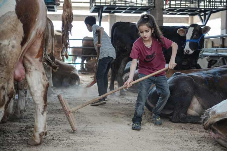 <p>Büyükbaş hayvanların yemlenmesi, sulanması ve temizliği gibi işleri büyük bir sorumlulukla yerine getiren kardeşler, yaşlarının çok ötesinde bir gayret gösteriyor. </p>
