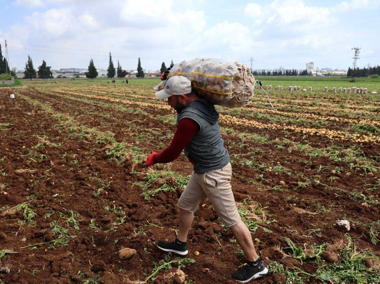 <p>Hasat başladıktan sonra da Afrika sıcaklarının bastırmasına rağmen işçiler, bir günde ortalama 100 ton patatesi kamyonlara yükleyerek İstanbul ve Ankara başta olmak üzere yurt genelinde tüm illere gönderilmesini sağlıyor. </p>