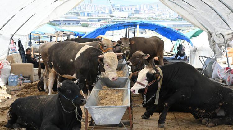 <p>Taksitle kurban alınabilir mi?</p>

<p>Taksitlendirme yoluyla satın alınan bir mal da alıcının mülkiyetine geçtiği için kurban kesmesini gerektirecek mali imkana sahip olan kişinin bu yolla aldığı hayvanı kurban etmesinde bir sakınca bulunmuyor.</p>
