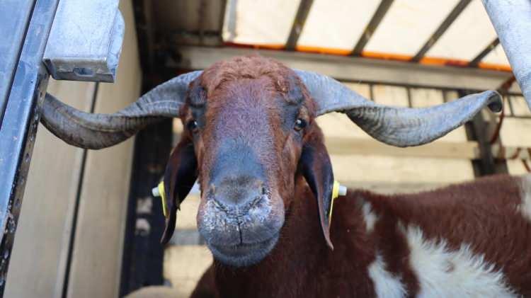 <p>Kurban etlerinin mutlaka 7 fakire mi dağıtılması gerekiyor?</p>
<p>Kurban etlerinin mutlaka 7 fakire dağıtılması gerektiği şeklindeki anlayış doğru değildir. Kişi udhiyye kurbanını kestikten sonra bunun bir kısmını ihtiyaç sahiplerine, bir kısmını akraba ve komşularına verdikten sonra geriye kalan kısmını kendi evi için kullanabilir. Bu hüküm adak olmayan udhiyye kurbanlarıyla ilgilidir. Vekaletle kurban kesen kuruluşların da udhiyye kurbanlarının etlerini söz verdikleri yerlerin dışına dağıtmamaları, vekalete aykırı davranmamaları gerekir.</p>