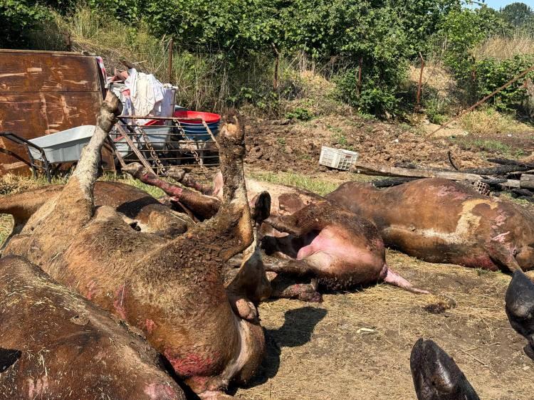 <p>Sakarya'nın Karapürçek ilçesindeki bir besi çiftliğinde 16 büyükbaş kurbanlık yanarak telef olurken 1 büyükbaş da kurtarıldı. Çiftlik kullanılmaz hale geldi.</p>
<p> </p>