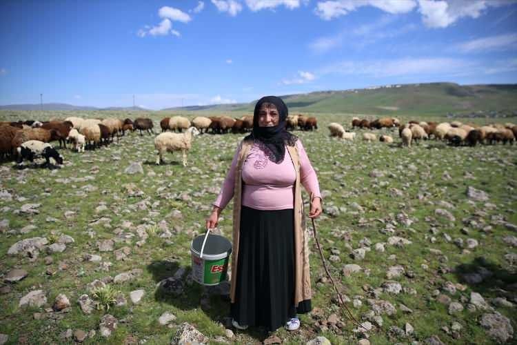 <p><span style="color:#A52A2A"><strong>"ALLAH DEVLETİMİZDEN RAZI OLSUN"</strong></span></p>
<p>Kızı ile birlikte çalışmayı arzuladığını dile getiren Baba şunları söyledi: </p>
<p><strong>"Allah devletten razı olsun. İş benim, patron da benim. Kızımla beraber çalışmayı çok istiyordum. Şu an çok mutluyuz. Kızım da eşim de bana çok yardımcı oluyor ama patron benim, koyunlar da benim. Her sabah koyunlarımın yanına geliyorum. Kızımla birlikte işleri hallediyoruz."</strong></p>