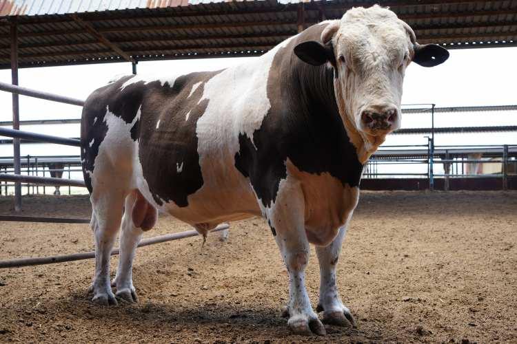 <p>Gaziantep'te Kurban Bayramı öncesi <strong>1 ton 600 kiloluk "Fıstık"</strong> isimli dana sahibini bekliyor. Sahibini bekleyen dev dananın Türkiye'nin en büyük ve ağır kurbanlığı olduğu iddia ediliyor.</p>