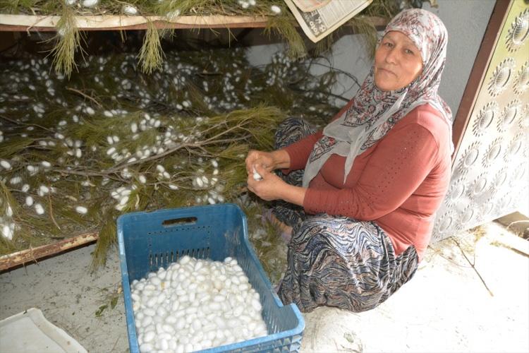 <p>Devletin verdiği yüzde 100 hibe ile kızıyla 4 yıl önce üretim yapmaya başladıklarını anlatan Gülizar Gürhan ise Koza Birlikten gelen böceklerin yaklaşık <strong>45 gün sonra kozaya dönüşmesiyle hasat edildiğini kaydetti.</strong></p>
