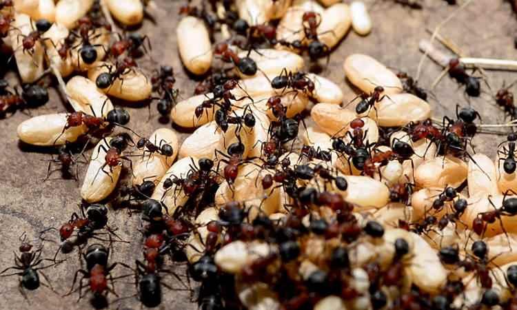 <p>Tapinoma magnum adı verilen tür, Cezayir, Fas, Tunus, İspanya ve İtalya dahil olmak üzere Akdeniz'in çeşitli bölgelerinde yaşıyor. Fransa, Almanya, Belçika, Hollanda ve İsviçre'ye de hızla yayılan bu türün, Manş Denizi'ni geçerek Britanya'ya ulaşmasının an meselesi olduğu düşünülüyor.</p>