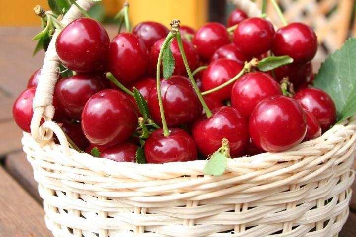 <p><span style="color:#FF0000"><strong>BU UYARILARA DİKKAT!</strong></span></p>
<p><span style="color:#000000"><strong>Vişne her ne kadar sağlıklı ve besleyici bir meyve olsa da kontrolsüz bir şekilde tüketmek doğru değildir. Özellikle diyabet hastaları ve kronik böbrek hastaları vişne tüketirken dikkatli olmalıdır. Öte yandan vişne aşırı tüketildiğinde sindirim sorunlarına neden olabilir.</strong></span></p>