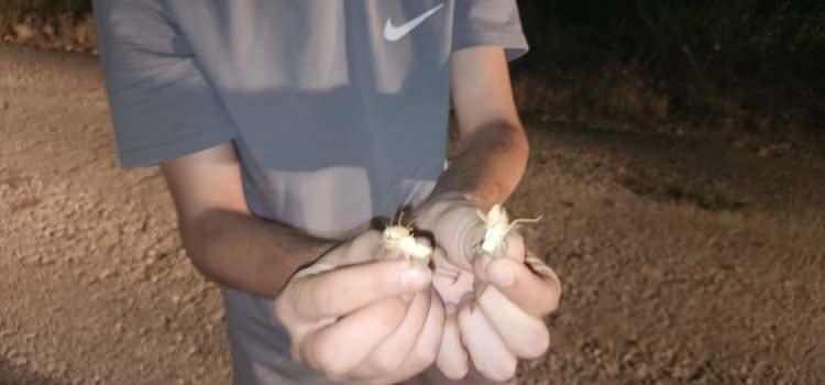 <p>Elazığ'ın Palu ilçesinde yola savrulan yüzlerce çekirge nedeniyle vatandaşlar paniğe kapıldı.</p>
<p> </p>