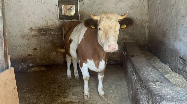 <p>Olay, 15 Haziran’da Çınarcık ilçesinde meydana geldi. Besicilik yapan Keser Altuntaş'ın yanına müşteri olarak gelen 4 kişi, yapacakları düğünde misafirlere ikram edecekleri yemek için, büyükbaş almak istediklerini söyledi. </p>