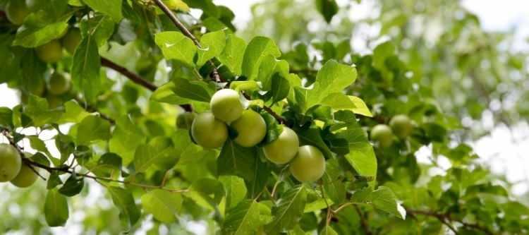 <p><span style="color:#000000"><strong>Yüksek antioksidan, C vitamini, lif ve fitokimyasallar içeren erik, hem kan şekerinin aniden yükselmesini önlüyor, hem de demir emilimini artırarak vücudun enerji üretimini destekliyor.</strong></span></p>