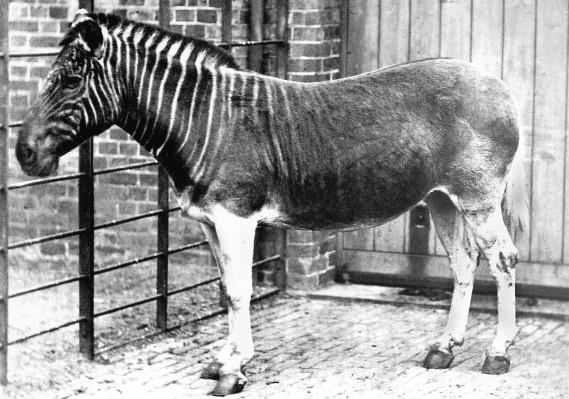 <p>Canlı bir Quagga'nın 1870 yılında Londra Hayvanat Bahçesi'nde çekilmiş mevcut tek fotoğrafı.</p>
<p>Güney Afrika'ya özgü ova zebrasının soyu tükenmiş bu alt türü, 19. yüzyılın sonlarında avlanarak yok edilmiştir.</p>