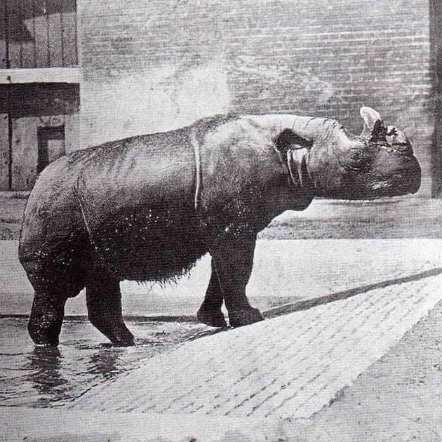 <p><span style="color:#B22222"><strong>Kuzey Sumatra gergedanı</strong></span></p>

<p> </p>

<p>Kuzey Sumatra gergedanının en son görüldüğü 1960 yılında, yedi bireyin çeşitli hayvanat bahçeleri ve sirklerde esaret altında olduğu bildirilmiştir.</p>

<p>Nesli kritik derecede tehlike altında ve muhtemelen tükenmiş olarak kabul edilmektedir.</p>
