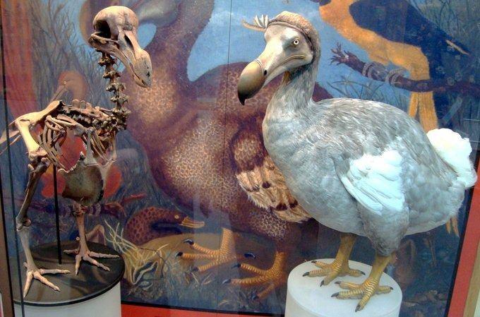 <p>Nesli tükenmiş uçamayan bir kuş olan Dodo, Madagaskar yakınlarındaki Hint Okyanusu'ndaki Mauritius'a özgüydü.</p>
<p>Dodo'nun yaygın olarak kabul gören son görüntüsü 1662'deydi. Dodo iskeleti dökümü (sol) ve modern araştırmaya dayalı model (sağ).</p>