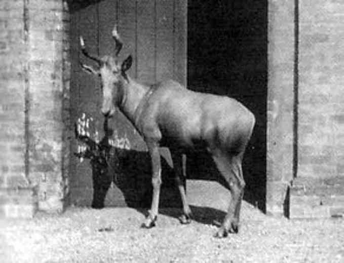 <p>4 Ekim 1883'ten 27 Nisan 1897'ye kadar Londra Hayvanat Bahçesi'nde yaşayan dişi bir bubal hartebeest.</p>
<p>1925'te neslinin tükendiği ilan edildi.</p>