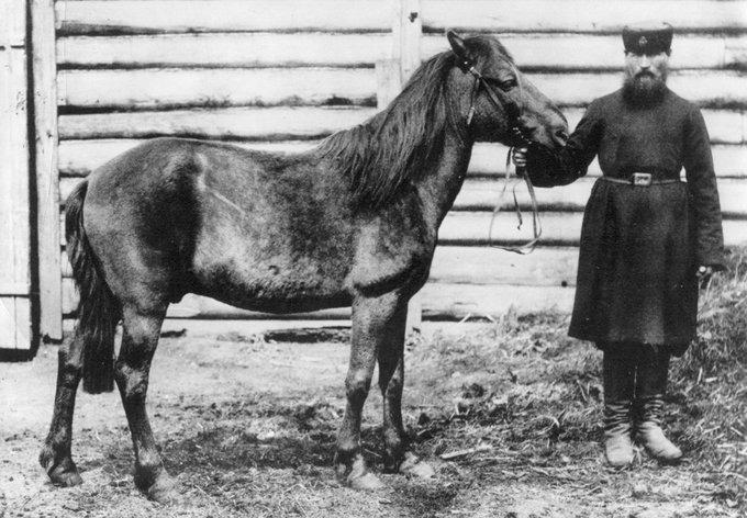 <p>Fotoğrafı çekilen tek tarpan olan "Cherson tarpanı", 1884 Son tarpan, 1909 yılında Rus İmparatorluğu'nda esaret altındayken öldü.</p>