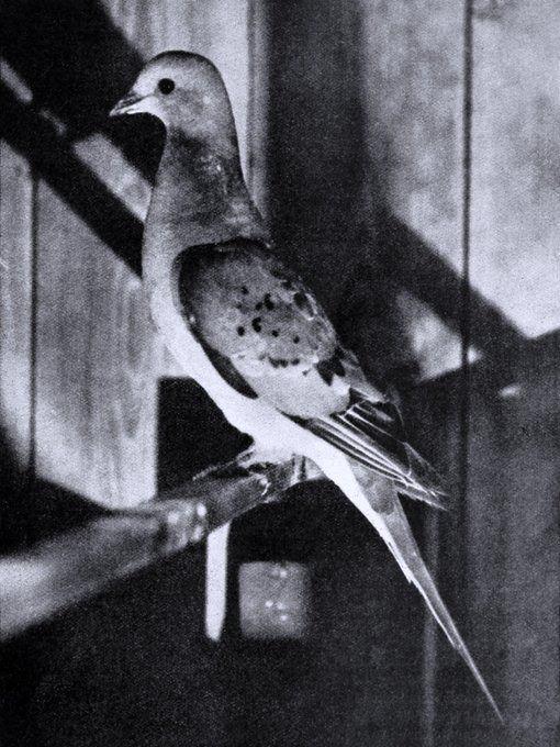 <p>Yolcu güvercini Bu, 1898'de CO Whitman'ın kuş kafesinde tutulan canlı bir dişinin fotoğrafıdır.</p>
<p>Kuzey Amerika'ya özgüdür ve 1914'te nesli tükenmiştir.</p>