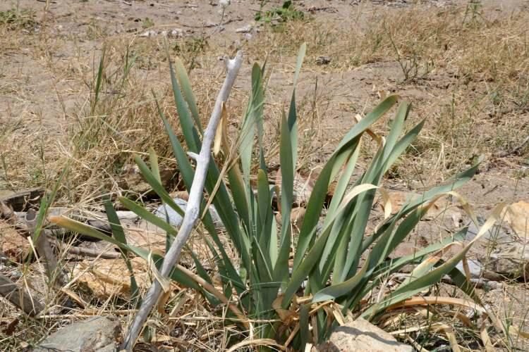 <p>Alanya sahillerindeki kumluk alanlarda yetişen ve Dünya Doğa Koruma Birliği (IUCN) kriterlerine göre nesli tehlike altında olan kum zambakları büyümeye başladı.</p>
