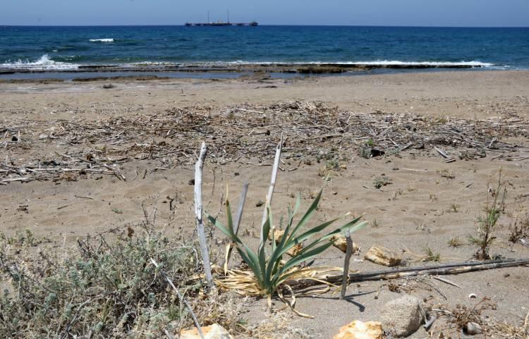 <p>Antalya'nın Alanya ilçesindeki sahillerde doğal olarak yetişen ve nesli tehlike altında olan kum zambakları ortaya çıkmaya başladı. Demir kafesle çevrilen kum zambaklarını koparıp, zarar verene 387 bin 141 lira ceza uygulanıyor.</p>

