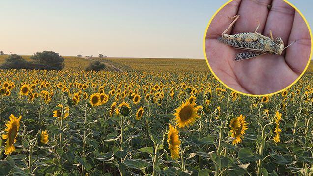 <p>Tekirdağ'ın Muratlı ilçesine bağlı Hanoğlu Mahallesi'nde ayçiçeği tarlalarına <strong>15 gün önce başlayan çekirge istilası devam ediyor.</strong></p>
