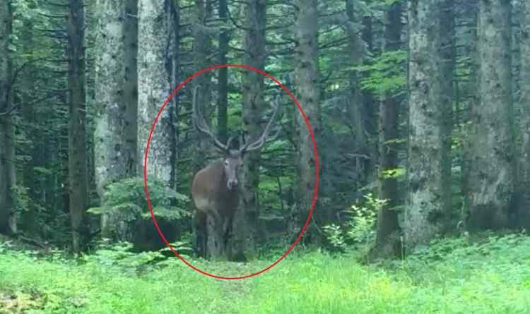 <p>Bursa'da, yaban hayatı görüntülemek için kurulan fotokapanlara yakalanan kızılgeyik, görüntüsüyle dikkat çekti.</p>
