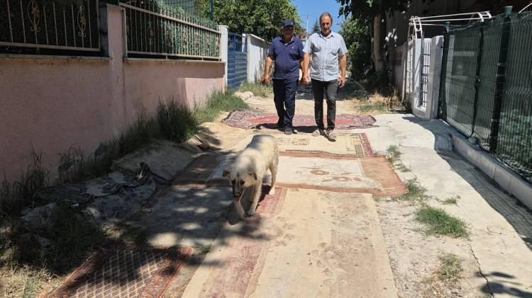 <p>İstanbul'a komşu, nüfusu yaz aylarında katlanan Tekirdağ'ın Marmaraereğlisi ilçesinin Dereağzı Mahallesi'nde vatandaşlar, yazın tozdan, kışın çamurdan korunmak için sokağa halı serdi.</p>
