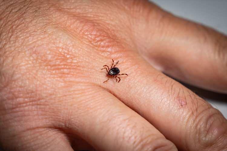 <p>Prof. Dr. Orkun, AA muhabirine yaptığı açıklamada, insanları enfekte eden Kırım Kongo Kanamalı Ateşi (KKKA) virüsünün Türkiye'de 2000'li yılların başında görüldüğünü söyledi.</p>
<p>Virüsün ana vektörünün özellikle kırsal bölgelerde bulunan "Hyalomma marginatum" olduğunu, söz konusu türün mart ayının sonunda aktifleşmeye başladığını belirten Prof. Dr. Orkun, "Nisan ve mayıs ayları soğuk ve yağışlı geçti. O yüzden aktivasyonunu önemli derecede azalttı. Ancak özellikle mayıs sonu ve haziranda insanlarla karşılaşması daha çok gerçekleşti. Bu dönemde insan hareketlerinin ve özellikle tarım işçilerinin aktif çalıştığı, bağ bahçe işlerinin arttığı bir dönem. Genelde vakaları gördüğümüz gruplar tarım işçileri ve hayvancılıkla uğraşanlar." diye konuştu.</p>
