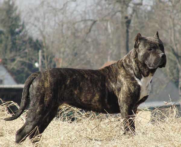 <p><span style="color:#B22222"><strong>Mallorquin Presa Köpeği</strong></span></p>
<p> </p>
<p>Mallorquin Presa Köpekleri, kuzenleri Kanarya Presa Köpeği gibi son derece zeki ve güçlü köpekler oldukları için seçilmişlerdir.</p>