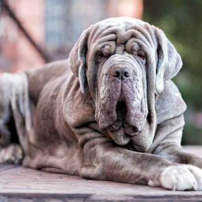<p><span style="color:#B22222"><strong>Mastiff</strong></span></p>
<p> </p>
<p> </p>
<p>Mastiffler arasında Japon (Tosa Inu), Brezilya, Napoli, Tibet ve Arjantin bulunmaktadır.</p>
<p>Yasaklanan bu köpek ırkları, sahipleri tarafından nazik devler olarak kabul ediliyor.</p>