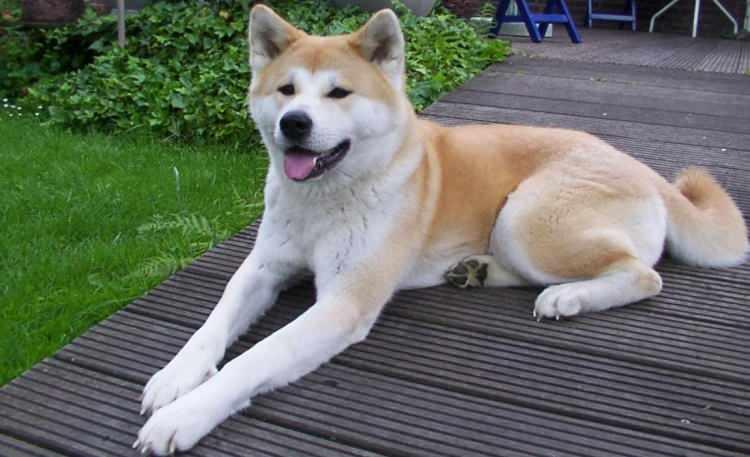 <p><span style="color:#B22222"><strong>Akita Inu</strong></span></p>
